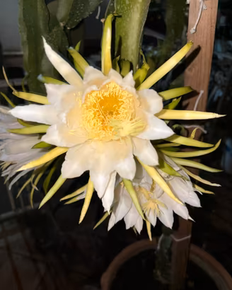 Piante tropicali pitaya frutto del drago
