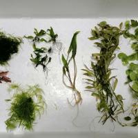 Mix piante acquario