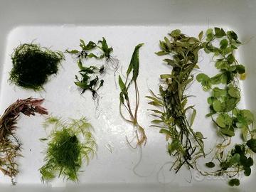 Mix piante acquario