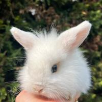 Coniglio femmina bianco