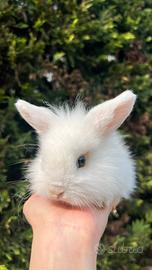 Coniglio femmina bianco