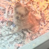 Cucciolo Spitz tedesco nano