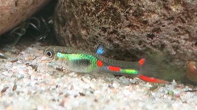 Pesci tropicali Endler Poecilia wingei Lime green
