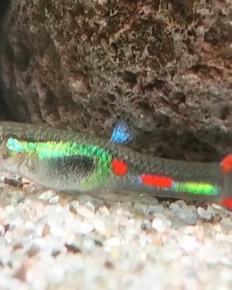 Pesci tropicali Endler Poecilia wingei Lime green
