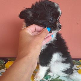 Chihuahua