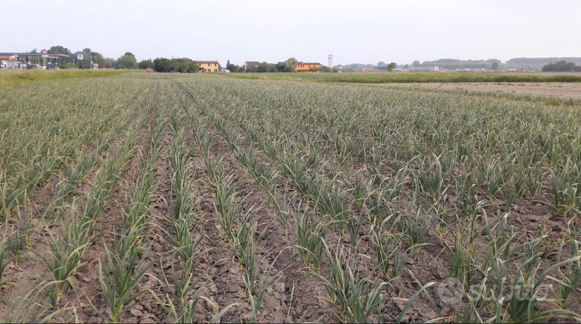 Terreno agricolo - Vista 4