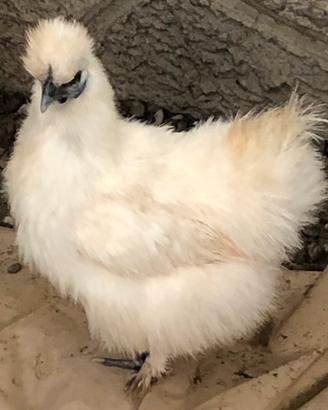 Galline