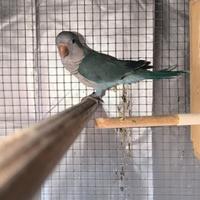 Femmina parrocchetto Monaco