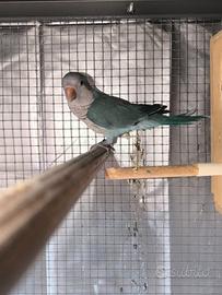 Femmina parrocchetto Monaco