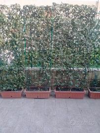 parete di edera a foglie piccole in Vasi