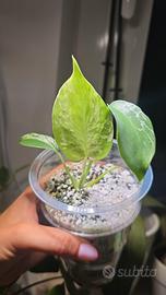Monstera Bulbasaur (TC) n.9