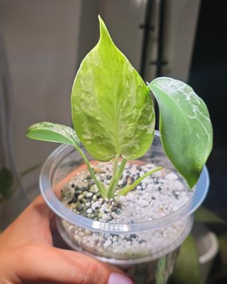 Monstera Bulbasaur (TC) n.9