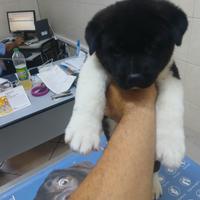 Cuccioli di Akita americano