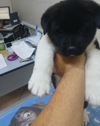 Cuccioli di Akita americano