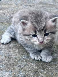 Cuccioli di Gatto Siberiano