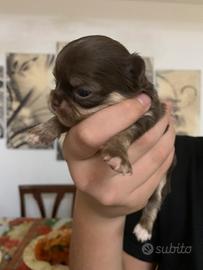 Cuccioli chihuahua