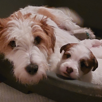 Cuccioli jack russell broken