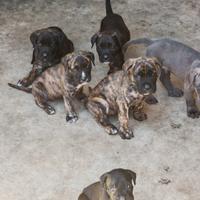 Cuccioli cane corso