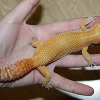Geco leopardino