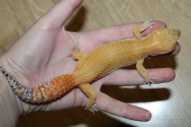 Geco leopardino