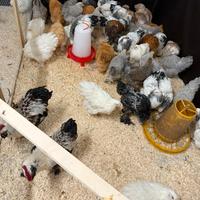 Galline ornamentali Brahama