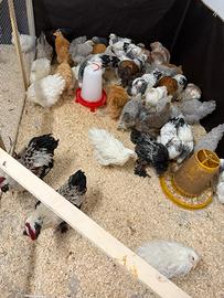 Galline ornamentali Brahama