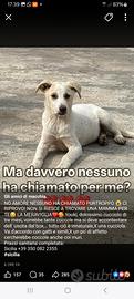 Meticcio in adozione