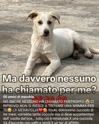 Meticcio in adozione
