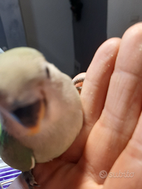 Piccoli pappagallini