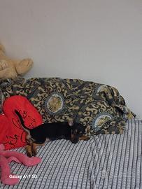 Cucciola di pinscher