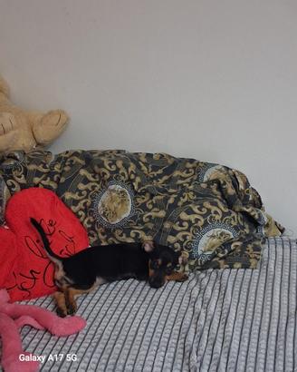 Cucciola di pinscher