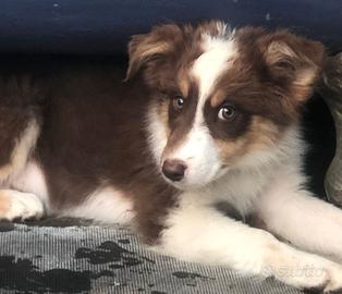 Australian Shepherd cucciolo Pastore Australiano