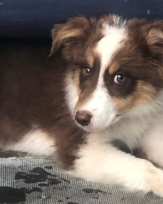 Australian Shepherd cucciolo Pastore Australiano