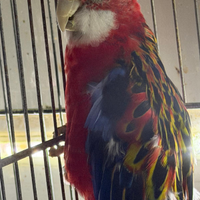 Rosella