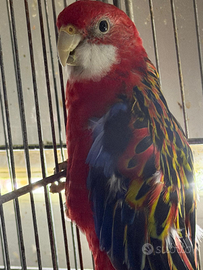 Rosella