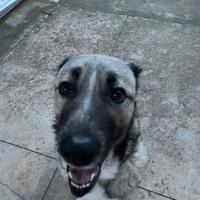 Kangal pastore turco