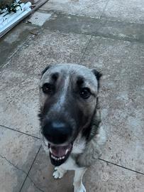 Kangal pastore turco