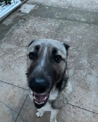 Kangal pastore turco