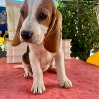 Cuccioli di Beagle