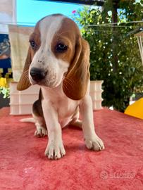 Cuccioli di Beagle