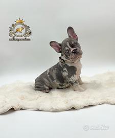 Super maschietto bulldog francese Lilac merle