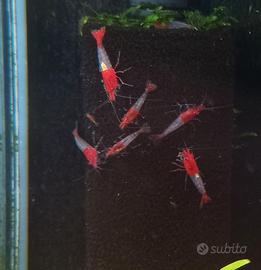 Per Acquario 10 Caridine Red Rili