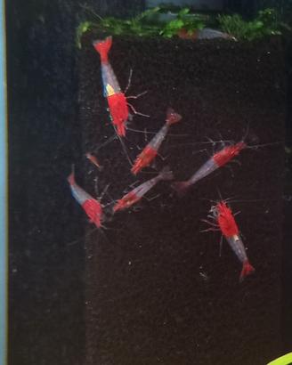 Per Acquario 10 Caridine Red Rili