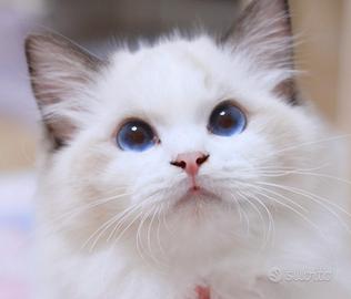 Cucciolo ragdoll
