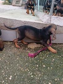 Cucciole femmine con pedigree
