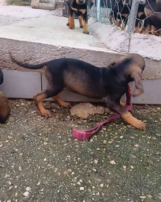Cucciole femmine con pedigree