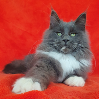 Maine coon con pedigree