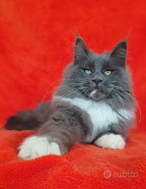 Maine coon con pedigree