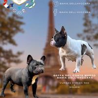 Ultima cucciola Bouledogue Francese