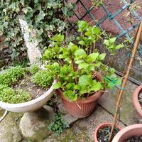 Ortensia in vaso, colore rosa
